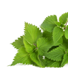 Nettle extract - Weiprost Composition