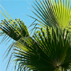 Sabal palm fruit extract - Weiprost Composition 